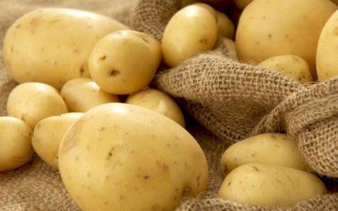 Скільки коштуватиме цієї осені кілограм пізньої картоплі