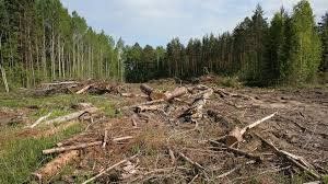 На Закарпатье незаконно вырубили лес на 20 миллионов гривен