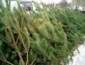 В Межгорье задержали микроавтобус с новогодними елками