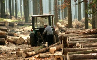 В сети показали результаты вырубки лесов в украинских Карпатах