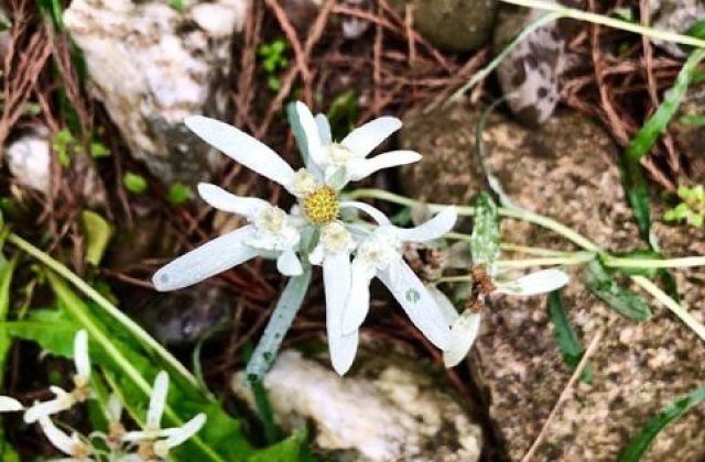 Цветок Эдельвейс Фото В Дикой Природе