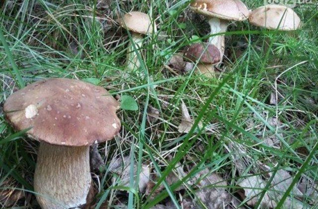 грибы в Карпатах