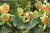 На улицах Ужгорода зацвели экзотические тюльпановые деревья