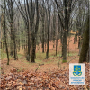 Махинацию с землей лесфонда на 750 тыс провернул госрегистратор в Закарпатье 